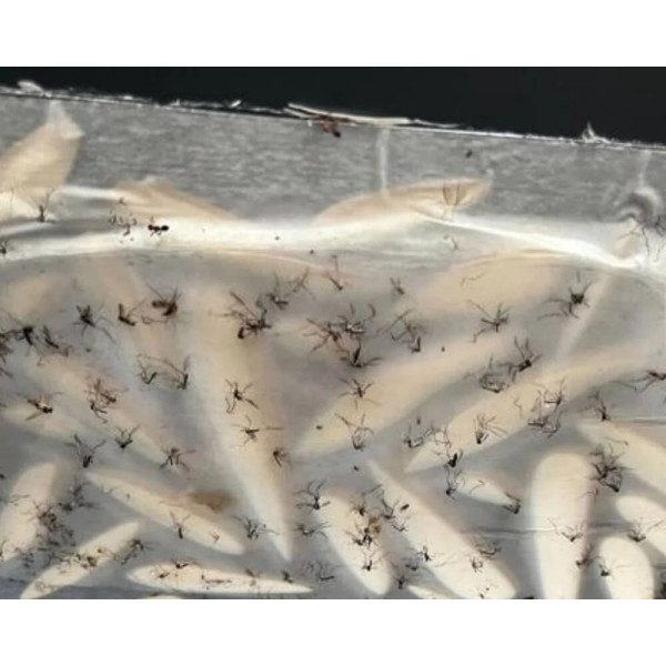 Pack recharge de 8 plaques adhésives pour piège anti-ponte WILIV Ovi