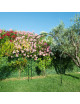 Arche de jardin Louis Moulin Ronde Basics noir brillant en acier
