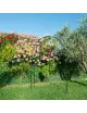 Arche de jardin Louis Moulin Ronde Basics noir brillant en acier