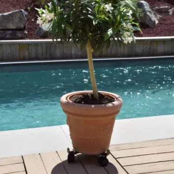 Roule plante Extensible Louis Moulin à 3 roulettes - 3 coloris