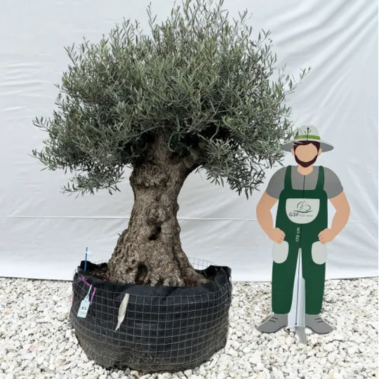 Olivier Olea Europea G3F PEPINIERES 300cm arbre âgé de 50 ans
