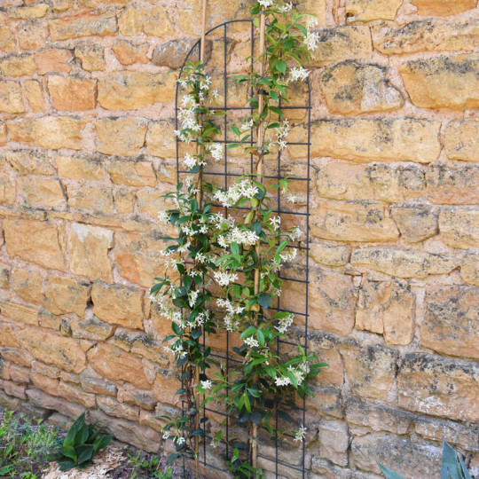 Treillage mural ou à planter LOUIS MOULIN arrondi 50x170cm anthracite