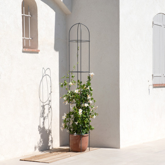 Obélisque pour plantes LOUIS MOULIN 4 cercles 34x200cm anthracite