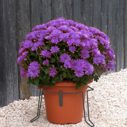 Stabilisateur de pot de fleurs LOUIS MOULIN ajustable anthracite