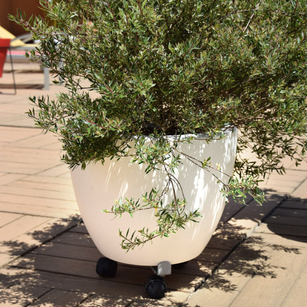 Roule-plantes LOUIS MOULIN extensible 27-37cm gris alu