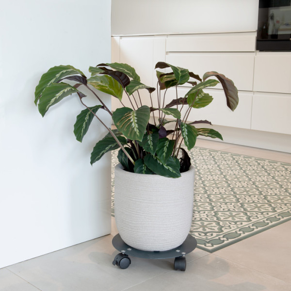 Roule-plantes LOUIS MOULIN design 30cm anthracite en acier