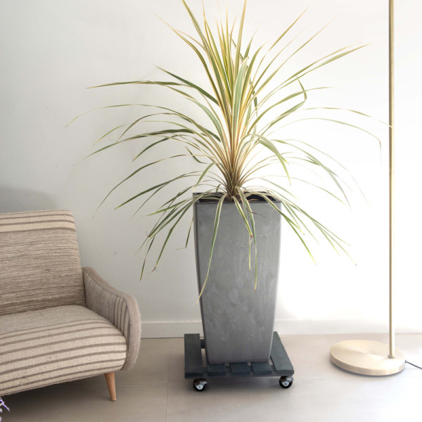 Roule-plantes LOUIS MOULIN Basics carré 37.5x37.5cm anthracite