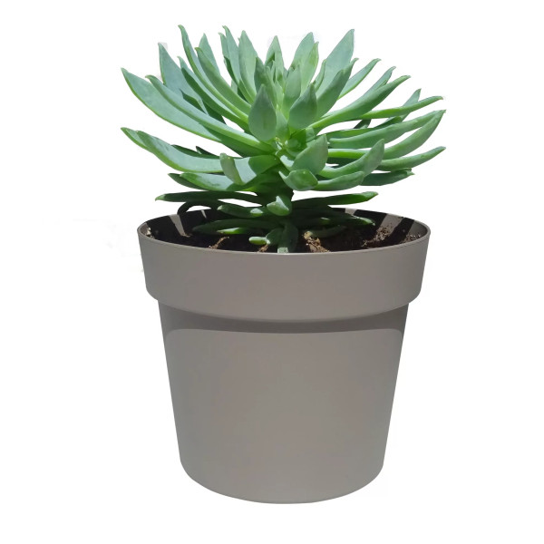 Pot de fleur rond Cocoripot diamètre 10,5 cm Chapelu