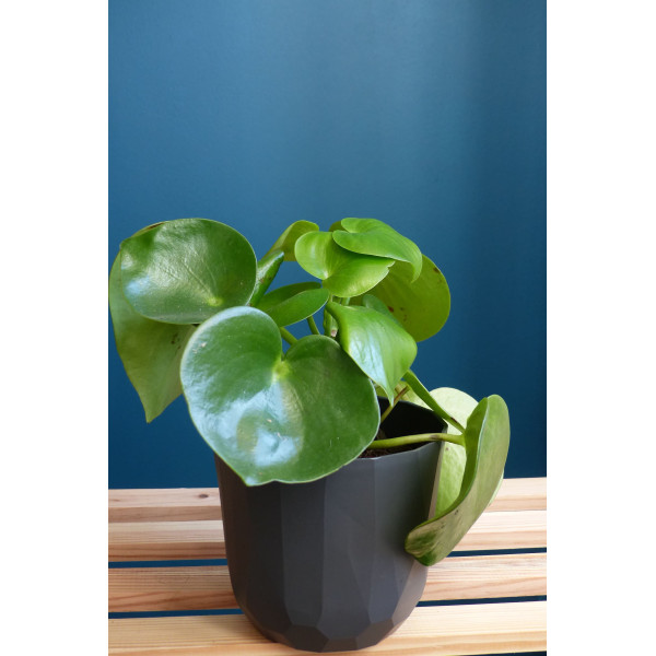 Cache-pot à facettes - Quartz - Chapelu