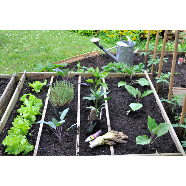 Paillage naturel pour potager - Racine