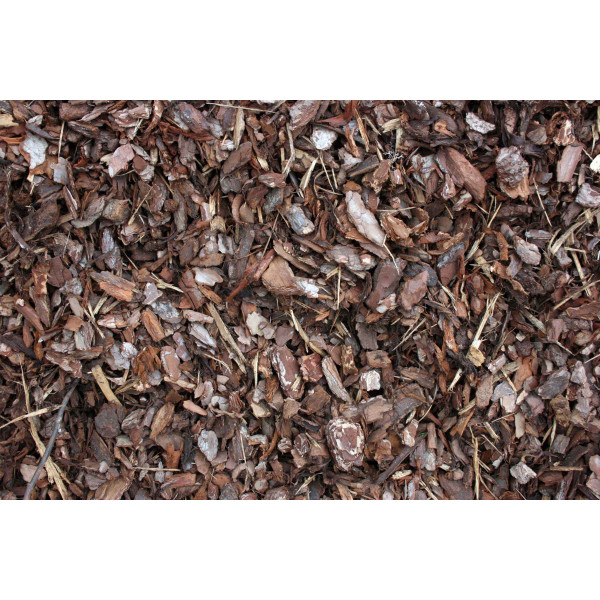 Paillage pin maritime - Racine