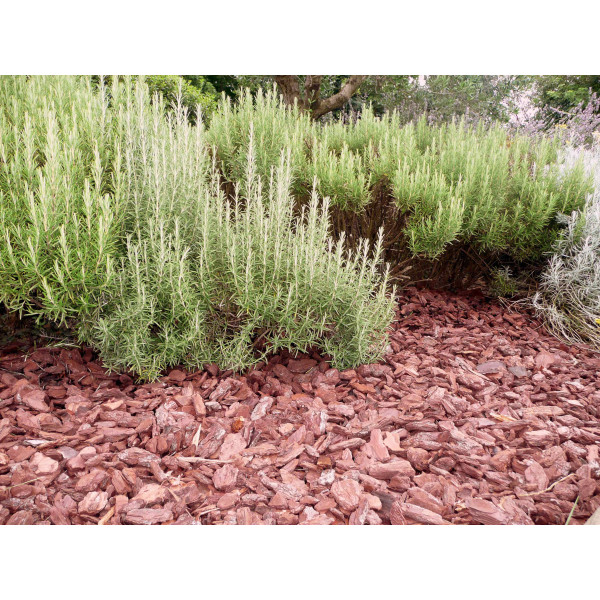 Paillage pin maritime - Racine