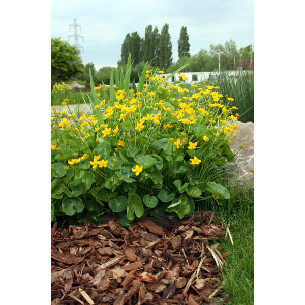 Paillage pin maritime - Racine