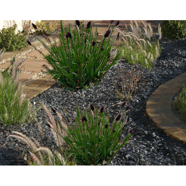 Paillage en ardoise - Racine