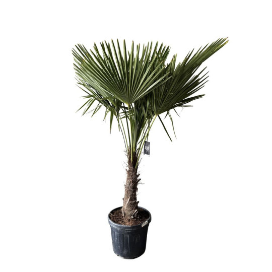 Palmier de Chine ou Palmier Chanvre G3F PEPINIERES Chamaerops Excelsa / Trachycarpus Fortunei - 2 modèles 3 tailles