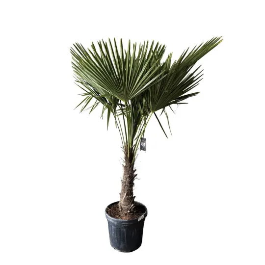 Palmier de Chine ou Palmier Chanvre G3F PEPINIERES Chamaerops Excelsa / Trachycarpus Fortunei - 2 modèles 3 tailles