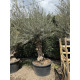 Olivier (Olea europea) G3F PEPINIERES 290L | C60/80 | H180/200