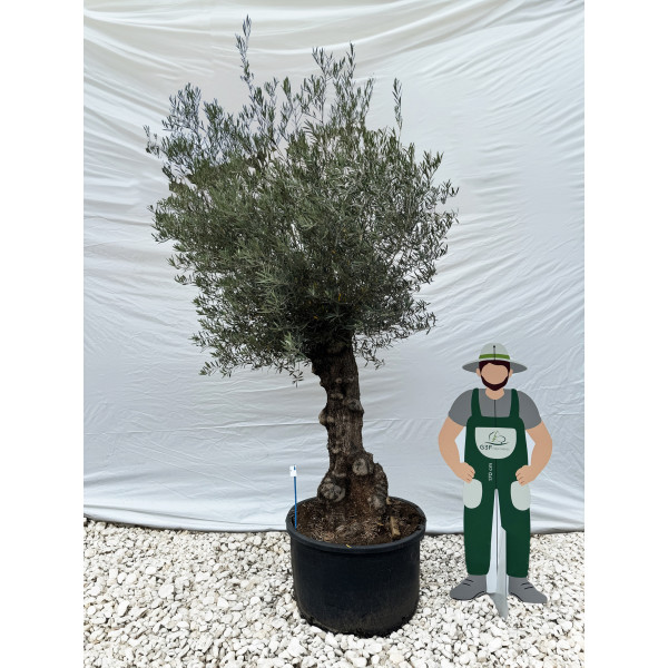 Olivier (Olea europea) G3F PEPINIERES 290L | C60/80 | H180/200