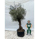 Olivier (Olea europea) G3F PEPINIERES 290L | C60/80 | H180/200