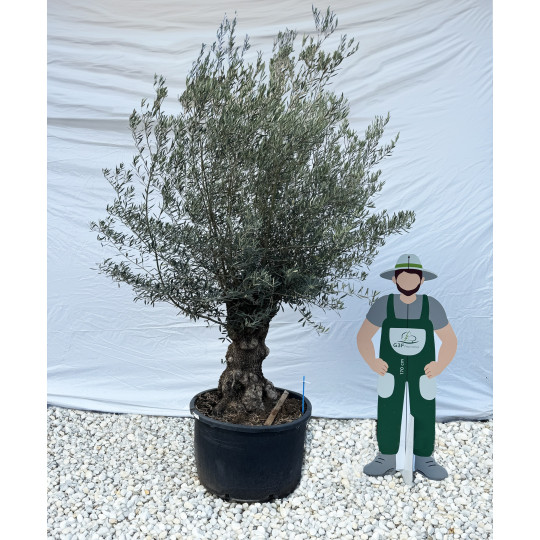 Olivier (Olea europea) G3F PEPINIERES 290L | C60/80 | H180/200