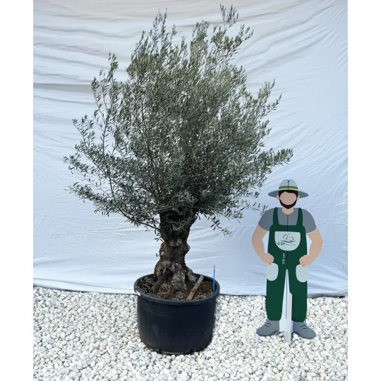 Olivier (Olea europea) G3F PEPINIERES 290L | C60/80 | H180/200