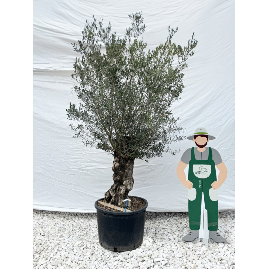 Olivier (Olea europea) G3F PEPINIERES 290L | C80/100 | H180/200