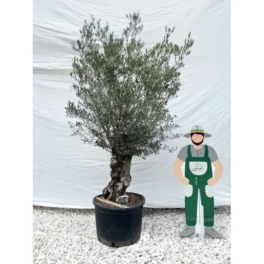 Olivier (Olea europea) G3F PEPINIERES 290L | C80/100 | H180/200