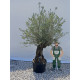 Olivier (Olea europea) G3F PEPINIERES 290L | C80/100 | H180/200