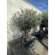 Olivier (Olea europea) G3F PEPINIERES 290L | C100/125 | H180/200