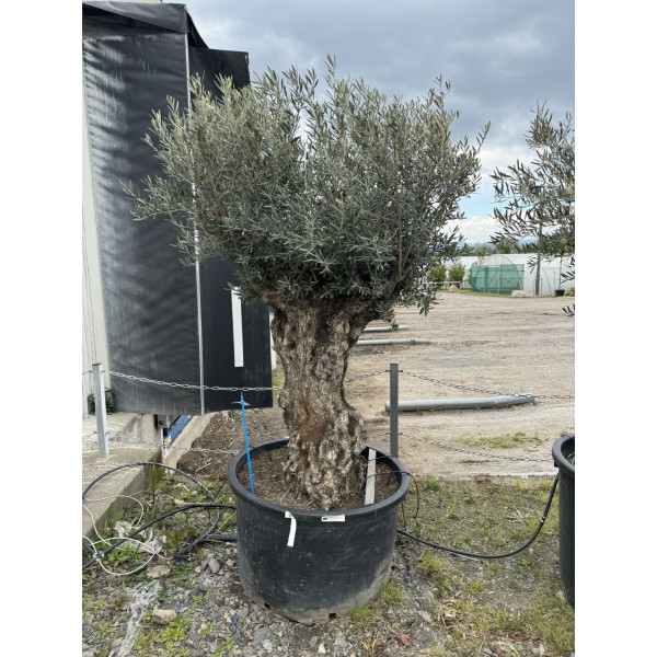 Olivier (Olea europea) G3F PEPINIERES 290L | C125/150 | H180/200