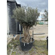 Olivier (Olea europea) G3F PEPINIERES 290L | C125/150 | H180/200