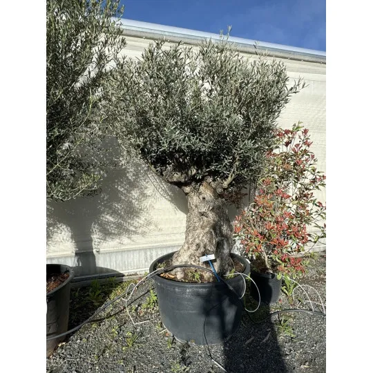 Olivier (Olea europea) G3F PEPINIERES 290L | C125/150 | H180/200