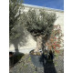 Olivier (Olea europea) G3F PEPINIERES 290L | C125/150 | H180/200
