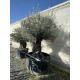 Olivier (Olea europea) G3F PEPINIERES 500L | C100/125 | H180/200