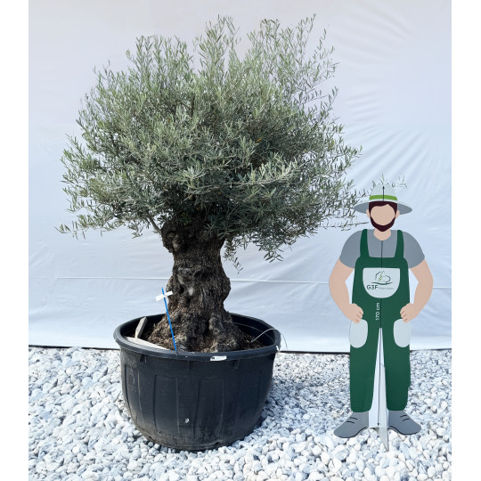 Olivier (Olea europea) G3F PEPINIERES 500L | C100/125 | H180/200