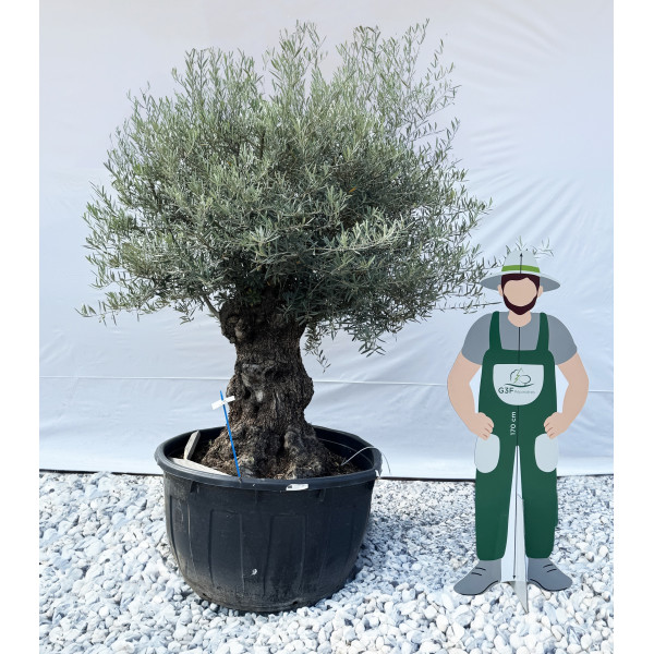Olivier (Olea europea) G3F PEPINIERES 500L | C100/125 | H180/200