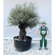 Olivier (Olea europea) G3F PEPINIERES 500L | C100/125 | H180/200