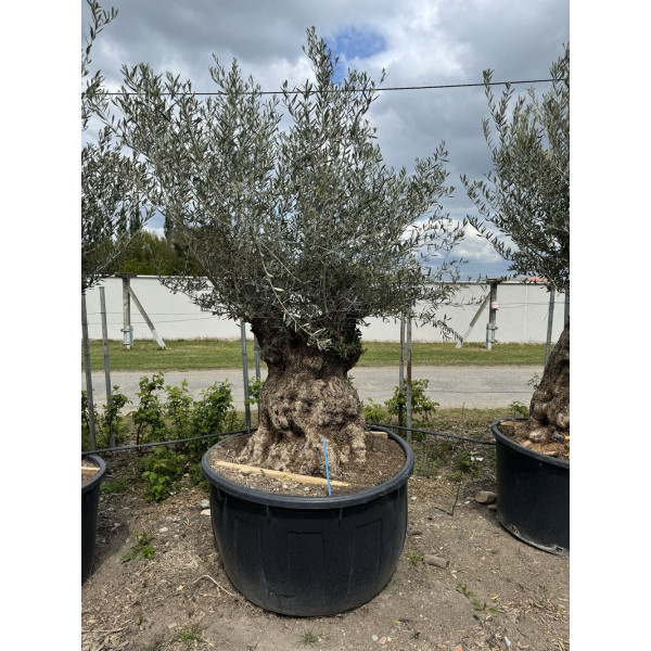 Olivier (Olea europea) G3F PEPINIERES 500L l C125/150 | H180/200