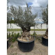 Olivier (Olea europea) G3F PEPINIERES 500L l C125/150 | H180/200
