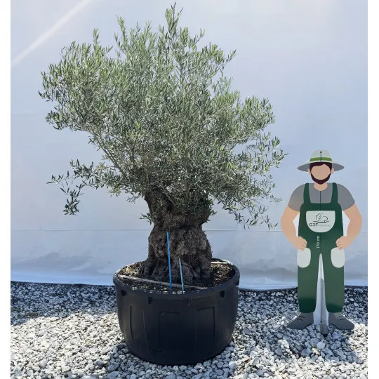 Olivier (Olea europea) G3F PEPINIERES 500L l C125/150 | H180/200