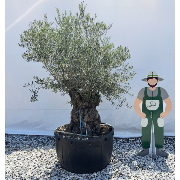 Olivier (Olea europea) G3F PEPINIERES 500L l C125/150 | H180/200