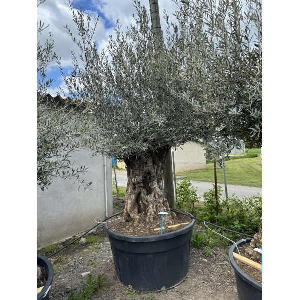 Olivier (Olea europea) G3F PEPINIERES 500L l C150/175 | H180/200