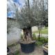 Olivier (Olea europea) G3F PEPINIERES 500L l C150/175 | H180/200