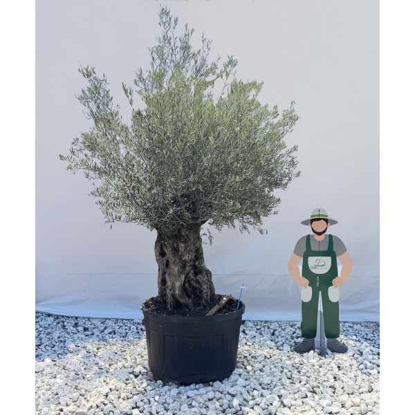 Olivier (Olea europea) G3F PEPINIERES 500L l C150/175 | H180/200