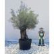 Olivier (Olea europea) G3F PEPINIERES 500L l C150/175 | H180/200