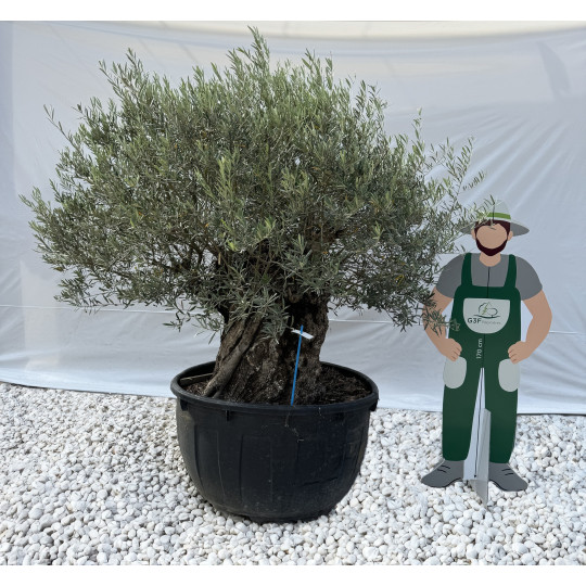 Olivier (Olea europea) G3F PEPINIERES 500L l C150/175 | H180/200