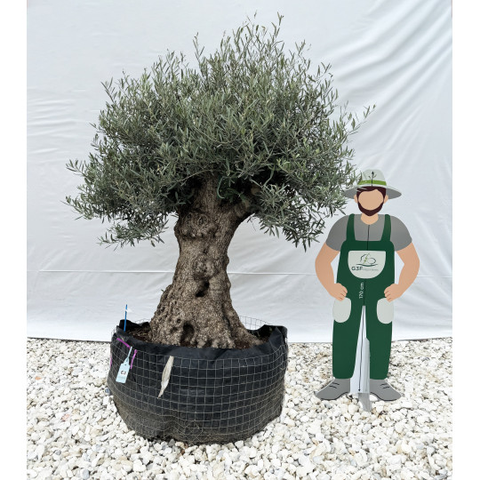 Olivier (Olea europea) G3F PEPINIERES en Motte Grillagée | C100/120 | H200/250