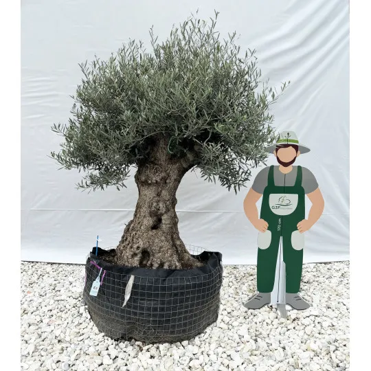 Olivier (Olea europea) G3F PEPINIERES en Motte Grillagée | C100/120 | H200/250