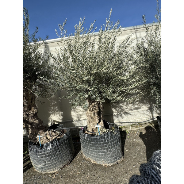 Olivier (Olea europea) G3F PEPINIERES en Motte Grillagée | C120/140 | H200/250 - G3F Pépinières