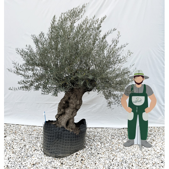 Olivier (Olea europea) G3F PEPINIERES en Motte Grillagée | C120/140 | H200/250 - G3F Pépinières